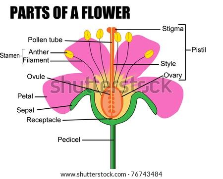 Parts Of A Flower, Vector Illustration ( Flower Diagram) - Useful For School And Student ...