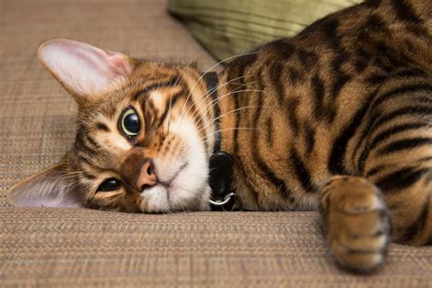 Toyger Cat Breed Information | Great Pet Care