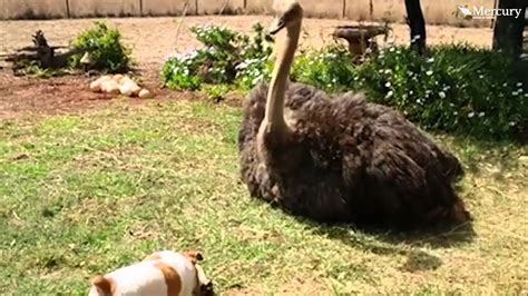 Ostrich Thinks Its a Dog - YouTube