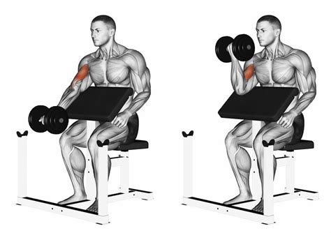 Preacher Curl Workouts For Gains