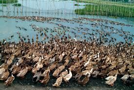 Duck output dropped to 15,490 MT in January-June | Jasper Y. Arcalas