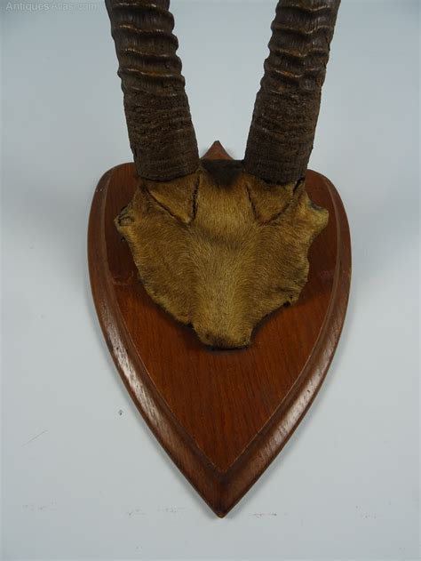 Antiques Atlas - Antique Taxidermy Sable Antelope Horns