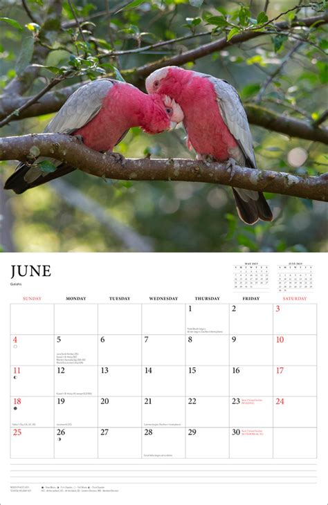 Australian Wildlife - Steve Parish - 2023 Wall Calendar, 2023 Wall Calendars by Browntrout ...