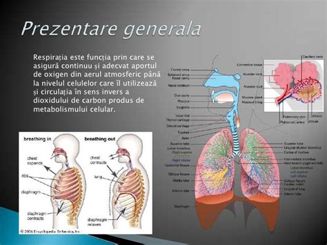 Sistemul respirator