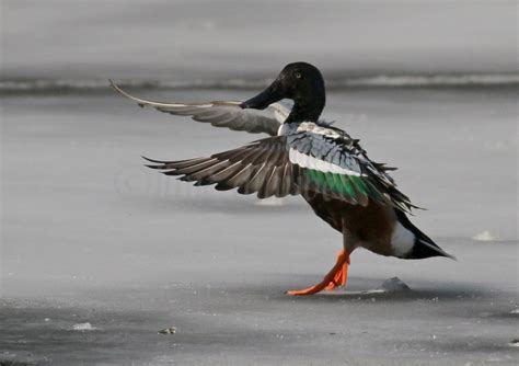 Northern Shoveler - Window to Wildlife - Photography by Jim Edlhuber