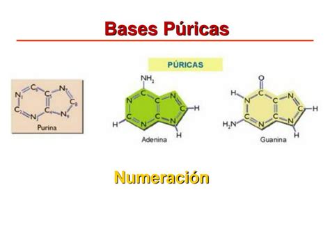 PPT - Ácidos Nucleicos PowerPoint Presentation, free download - ID:3885402