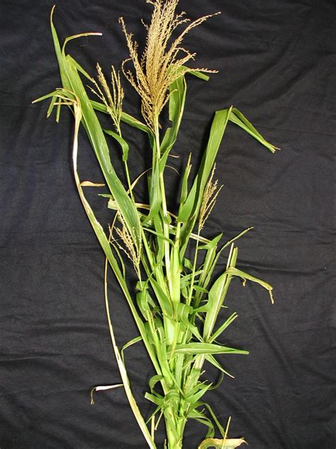 Corn/Teosinte Pictures : USDA ARS