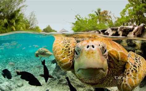 Green Sea Turtles in Bora Bora | HD Wallpapers