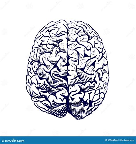 Brain Sketch. VECTOR Colored Hand Drawn Human Brain. Front View. Line Work, Blue. Stock Vector ...