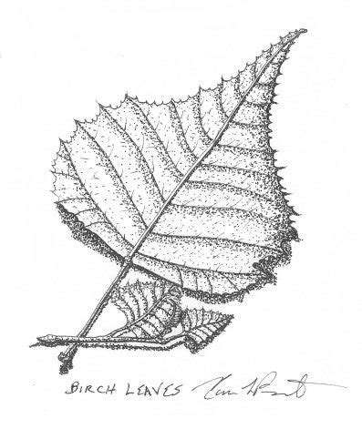 Birch Leaf Drawing at GetDrawings | Free download