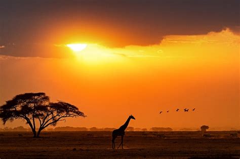 Premium Photo | Silhouette of giraffe walking in kenya africa