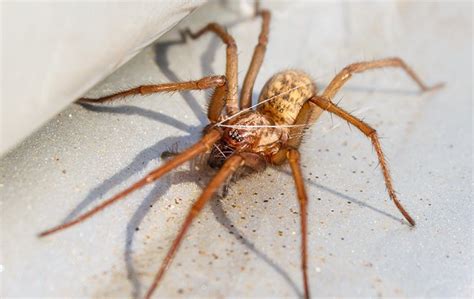 Hobo Spiders in Elizabeth City, NC | Albemarle Termite & Pest Control