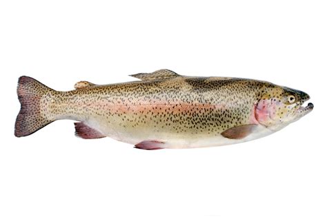 FAO and WHO find low risk of histamine poisoning from salmonids | Food ...