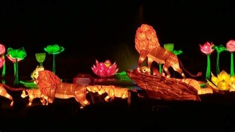 Crowds flock to see Longleat lanterns | ITV News West Country