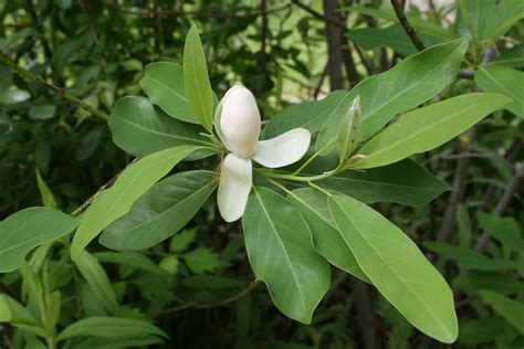 Centenary College Arboretum: Magnolia virginiana