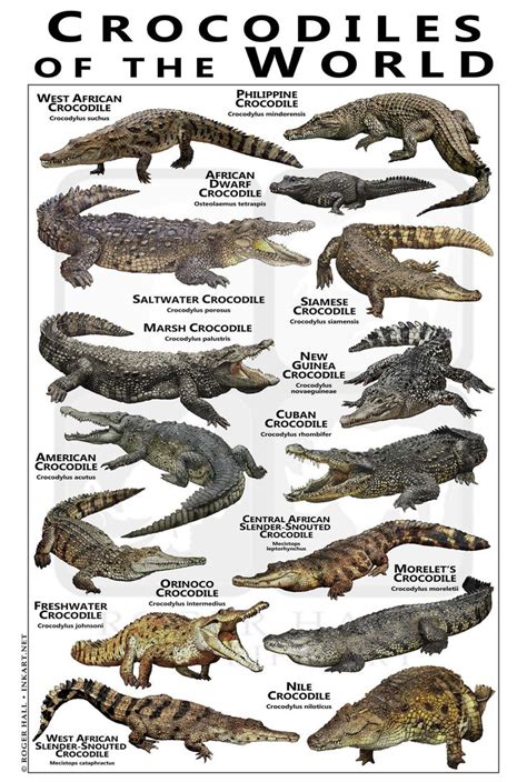 Crocodiles of the World Poster / Field Guide in 2021 | Crocodiles, Prehistoric animals, Nile ...