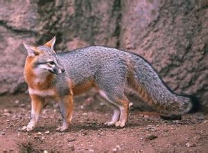 Gray Fox Quotes. QuotesGram