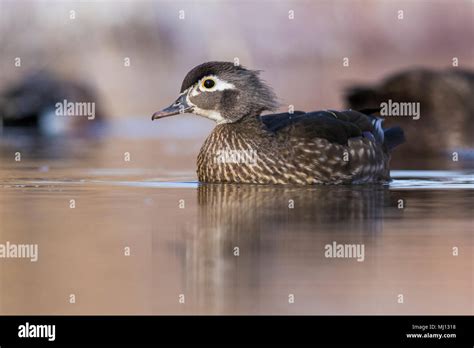 Hen wood duck hi-res stock photography and images - Alamy