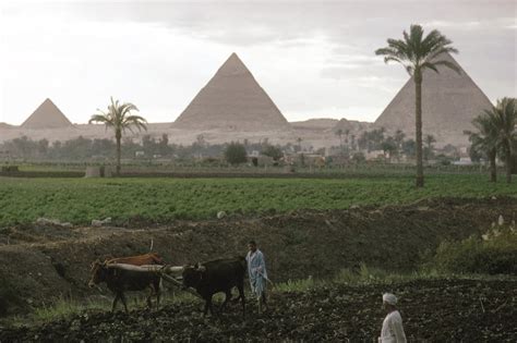 Egypt Farming C1970 Nfarmers Plowing Fields Along The Banks Of The Nile River In Egypt With The ...