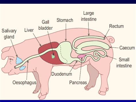 Differances Ruminant vs. Non- Ruminant - My Site