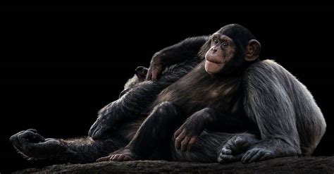 Chimpanzee Strength Vs Human