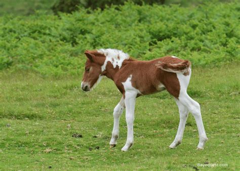 What is a Colt Horse?: Meaning, Definition & Characteristics