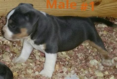 Blue tri bully pups for Sale in Lakeland, Florida Classified ...