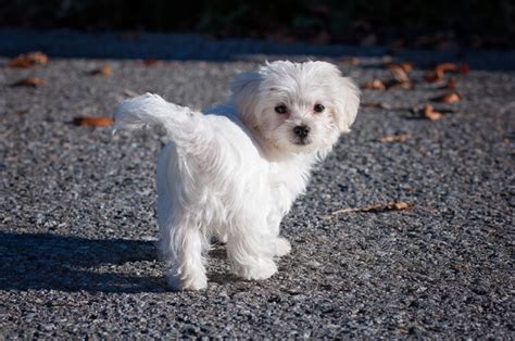 Top 5 Teacup Maltese Breeders That You Can Trust