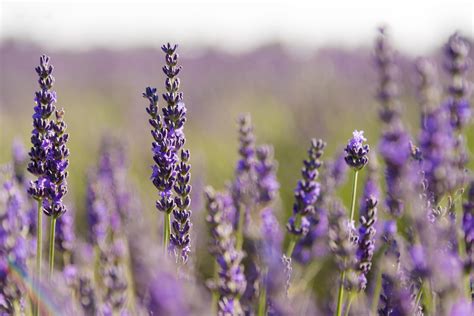 Download Blur Purple Flower Flower Close-up Nature Lavender HD Wallpaper