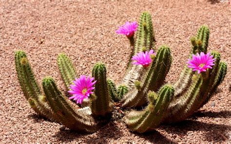 Cactus, Desert, flower - Full HD Wallpapers: 2560x1600