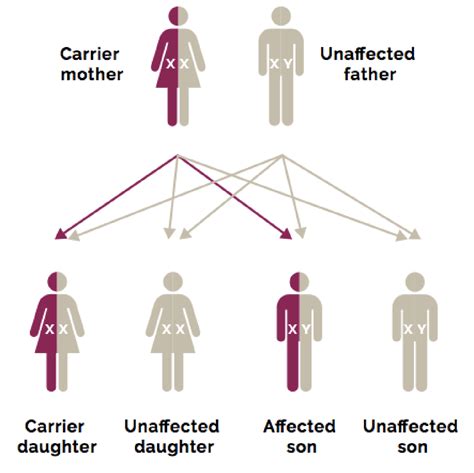 The Genetic Basis of Duchenne Muscular Dystrophy (DMD): For Healthcare ...