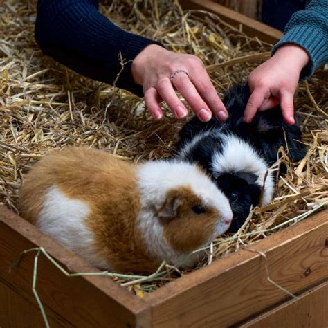 Animal Encounters Week at Hogshaw Farm - Visit Aylesbury