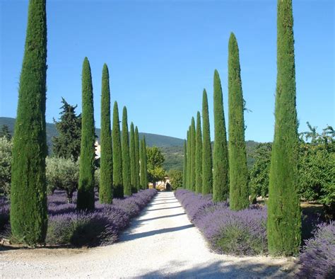 the road is lined with lavender bushes and trees