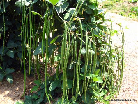 Growing Cowpeas: #7 Steps How to Grow Cowpea and Enrich Soil