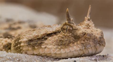 Saharan Horned Viper (Cerastes cerastes) | Too close..... | Frupus | Flickr