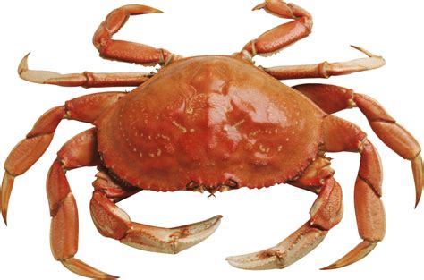 Crab PNG Transparent Images - PNG All