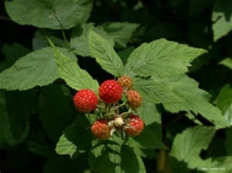 Rubus idaeus - Health Facts