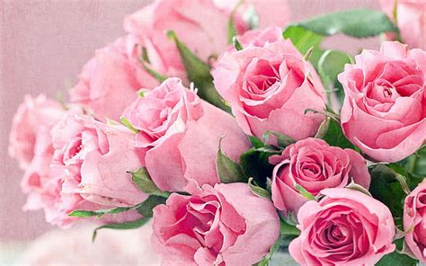 HD wallpaper: Fresh Flowers Bouquet Of Pink Roses Hd Desktop Backgrounds Free Download ...