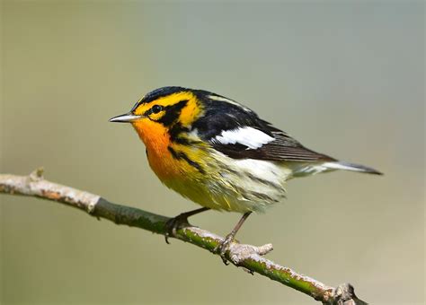 Blackburnian Warbler - Profile | Facts | Fly | Song | Traits | Nest - Bird Baron