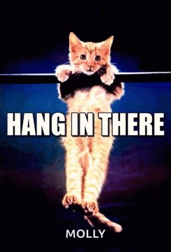 Hang In There Kitten GIF - HangInThere Kitten Meme - Discover & Share GIFs