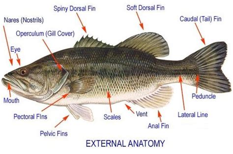 Perch External Anatomy Flashcards | Quizlet