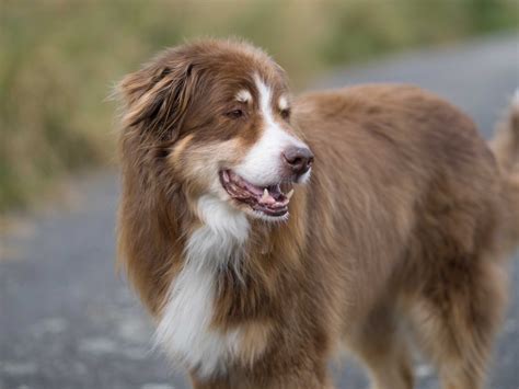 Free Images : border collie, vertebrate, dog breed, herding dog ...