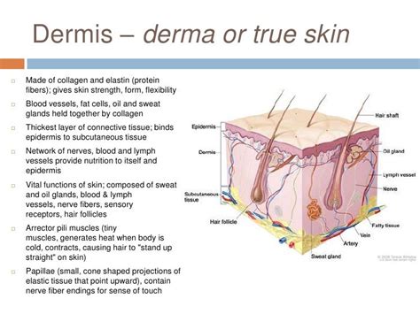 Anatomy Of The Dermis