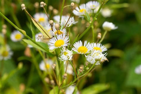 Daisy Fleabane Growing: How To Care For Fleabane In Garden