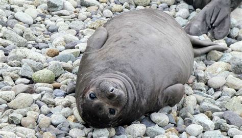 Bay Area beach closes after colony of elephant seals take over