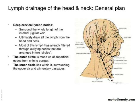 Posterior Cervical Chain Lymph Nodes Drainage - Best Drain Photos Primagem.Org