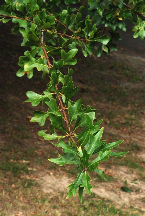 Quercus Nigra Leaves