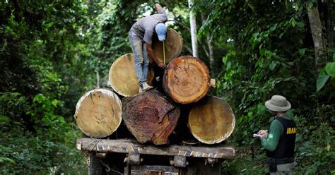 El drama de la tala ilegal en la Amazonia de Brasil | Foro Ambiental