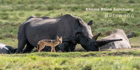 Khama Rhino Sanctuary Camp and Self-Drive Safari Guide