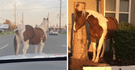 Horse Photobombs Little Girl--And It's Great!